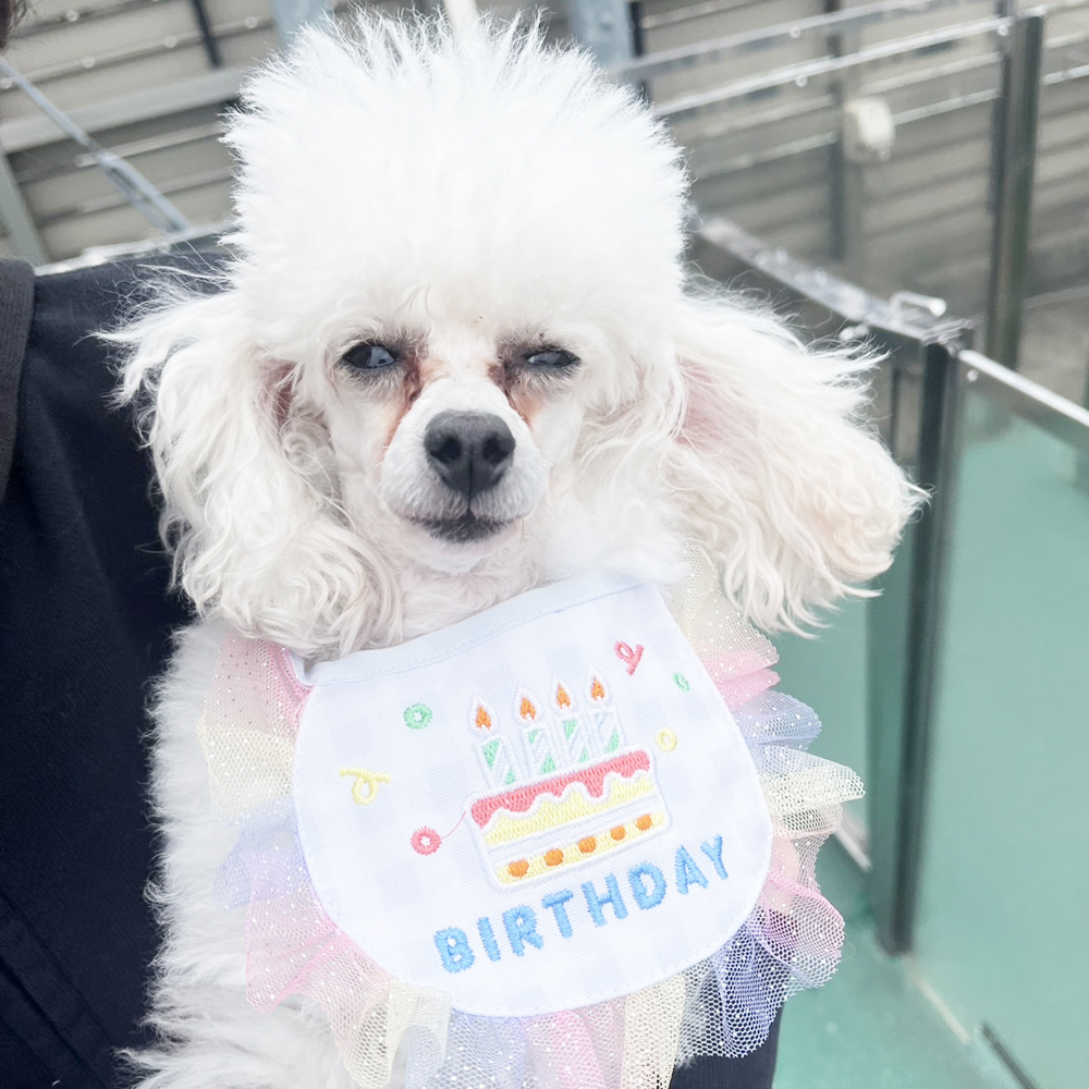 生徒が撮影したモデル犬写真♪